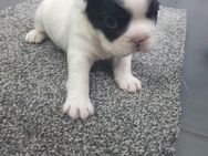 Französische Bulldogge Welpen mit Fluffy Gene abzugeben - Emden