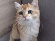 Goldene bildhübsche Kitten mit Stammbaum, 2mal geimpft &Chip - Munster