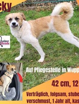 Vicky sucht ihr Für-Immer-Zuhause! 💖🐾 - Freilassing