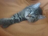 2 süße Babykatzen/Kitten - Duisburg