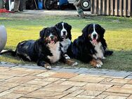 Bernersennen Hund Wurfankündigung - Michendorf