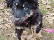 Welpe Berry sucht sein passendes Zuhause - Berlin