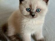 Britisch Kurzhaar Kitten - Baar-Ebenhausen
