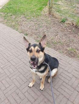 Schäferhund Liebhaber aufgepasst 🙏 - Süderholz