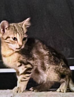 Hübsches Bengalkaterchen - Ober-Ramstadt