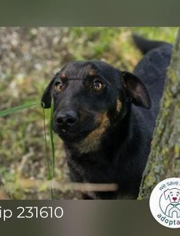 Beatsteak: Kleiner Hund, große Sehnsucht - Kirchzell