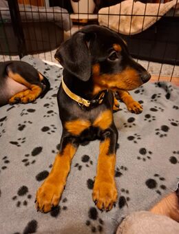 Deutsche Pinscher Welpen - Eitorf