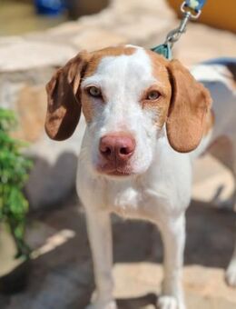 Lolo - ein wundervoller Pointer - Berlin