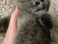 BKH Mix Kätzchen zu verkaufen - Zwei Kater und eine schwarze Katze - Nürnberg
