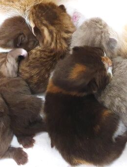 Traumhaft schöne, liebe, verschmuste BKH-Kitten abzugeben! - Winnweiler
