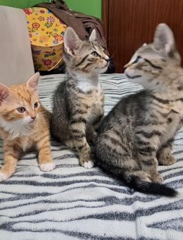 Süße Katzenbabys Kitten - Grevenbroich