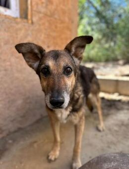 Suzy, neugierige Hundeomi, ca. 14 Jahre, - Vaterstetten
