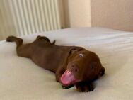 Labrador Welpen Hündin Abgabebereit 11 Wochen - Limbach (Landkreis Bad Kreuznach)