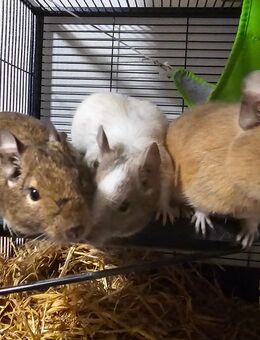 4 handzahme männliche unkastrierte Degus - Reichenbach (Fils)