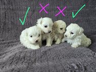 Malteser Bichon - Kempten (Allgäu)