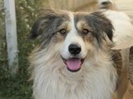 Freundliche Lucy sucht ihre Menschen - Kallmünz