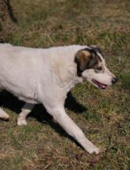 FLY - traurig gegen neugierig getauscht - Overath