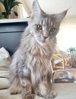 Reinrassige Silverblue Maincoon mit Stammbaum - Kleines Wiesental