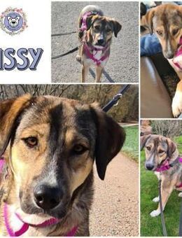 SISSY * liebevoll und verschmust - Duisburg