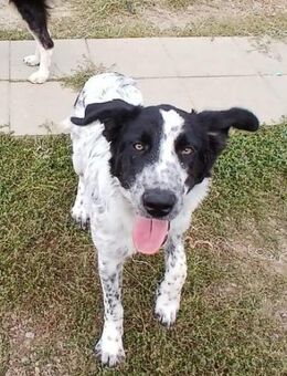 🌸Wunderschöne Bonnie 🌸 - Eislingen (Fils)