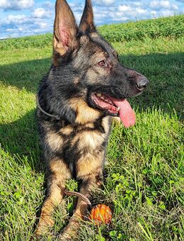 Deutscher Schäferhund - Lugau (Erzgebirge)