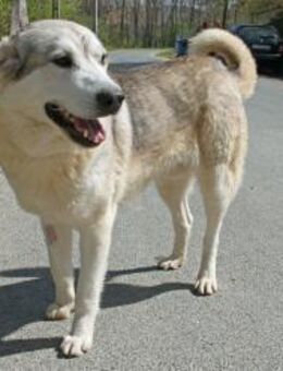 Melak - lieb, freundlich und aktiv - Marktleugast