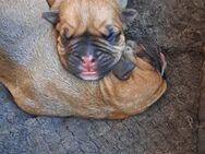 Bully presa canario welpen - Egeln Zentrum
