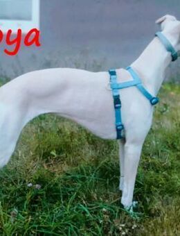 Loya DRINGEND Hilfe gesucht 08/2024 DE - Ruppertsecken