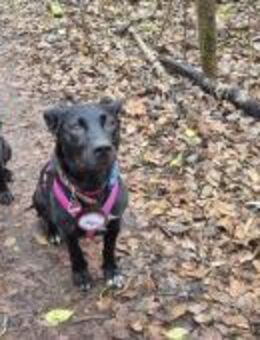 Yuna🌼und Anouk🌸 suchen ein Zuhause - Freilassing