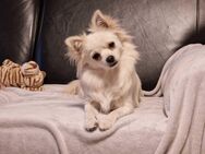 Hündin, Pomchi, Pomerianians – Chihuahua, 1,5 Jahre alt - Weimar