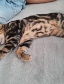 Sibirische Wald Kater in 44892