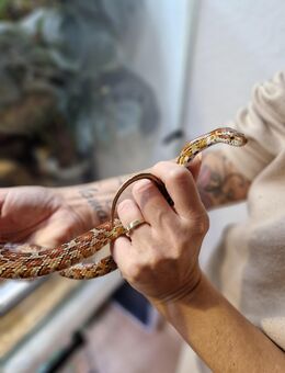 Kornnatter klein - Freiburg (Breisgau)