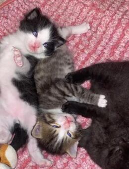 katzen Babys in Ulm zum verkaufen - Ulm