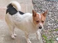 ❤️ PABLO - ein besonderer Schatz ❤️ - Mamming