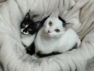 Buffy und Mitsi aus dem Tierschutz - Grevenbroich