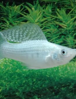 Silbermolly Lyra - Hohenroth