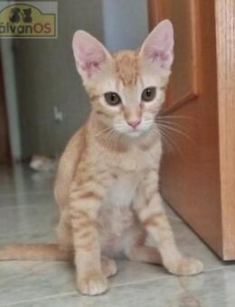 Niedliches Katzenmädchen sucht Familie - Bad Camberg