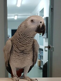 Graupapgei/ Henne Handaufzucht - Wennigsen (Deister)