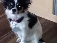 Chihuahua Hündin abzugeben - Paderborn