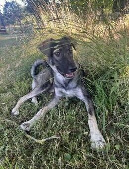 Junghund MORITZ sucht seinen Menschen! - Berlin