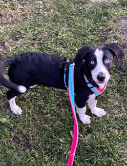 Lebensfrohe Hila - Tholey