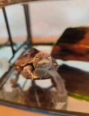 Wasserschildkröten, Chinesische Dreikielschildkröten in 38259