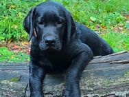 Labrador Welpen mit VDH/ Labrador Club Deutschland Papiere - Bochum Langendreer