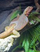 Bartagame Red in 31595