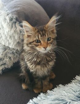 Xxl maine coon babys - Gerolstein