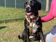 Furla💛💛💛 wünscht sich Happy-Home - Herxheim (Landau)