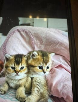 Bkh kitten Abgabe bereit - Gelsenkirchen