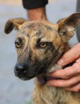 Kiwi - fröhlich u. zutraulich - Lohra