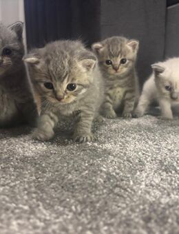 BKH - SIAM Mix Kitten - Coppenbrügge