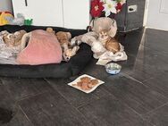 4 x Suesse Chihuahua Welpen suchen treuen Besitzer